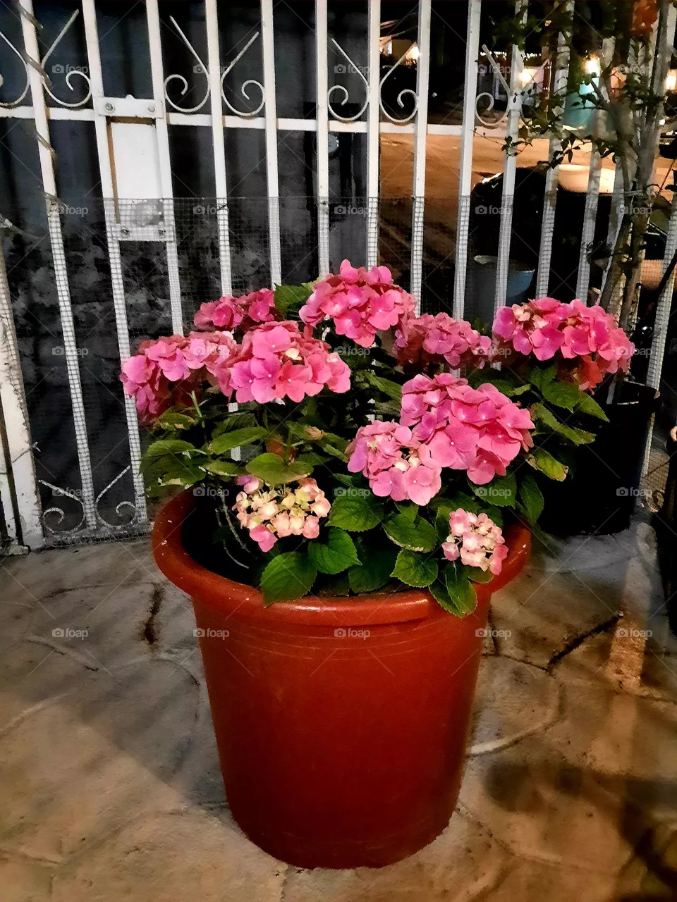 Pink Hortencia