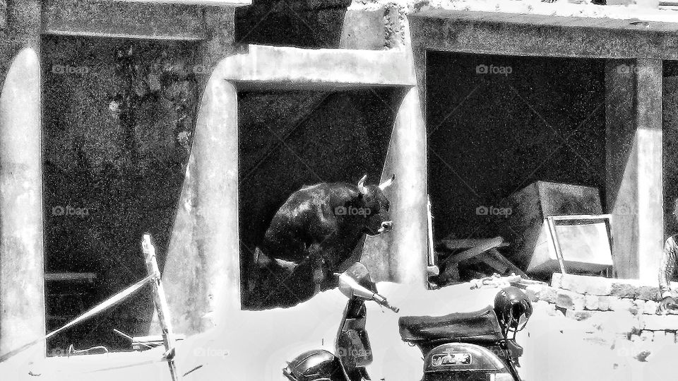 Bull finds an awkward place for chilling during midday in Leh ...couldn’t see any workers on the construction site...