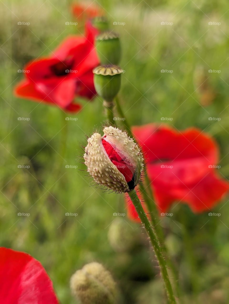 Birth of a poppy