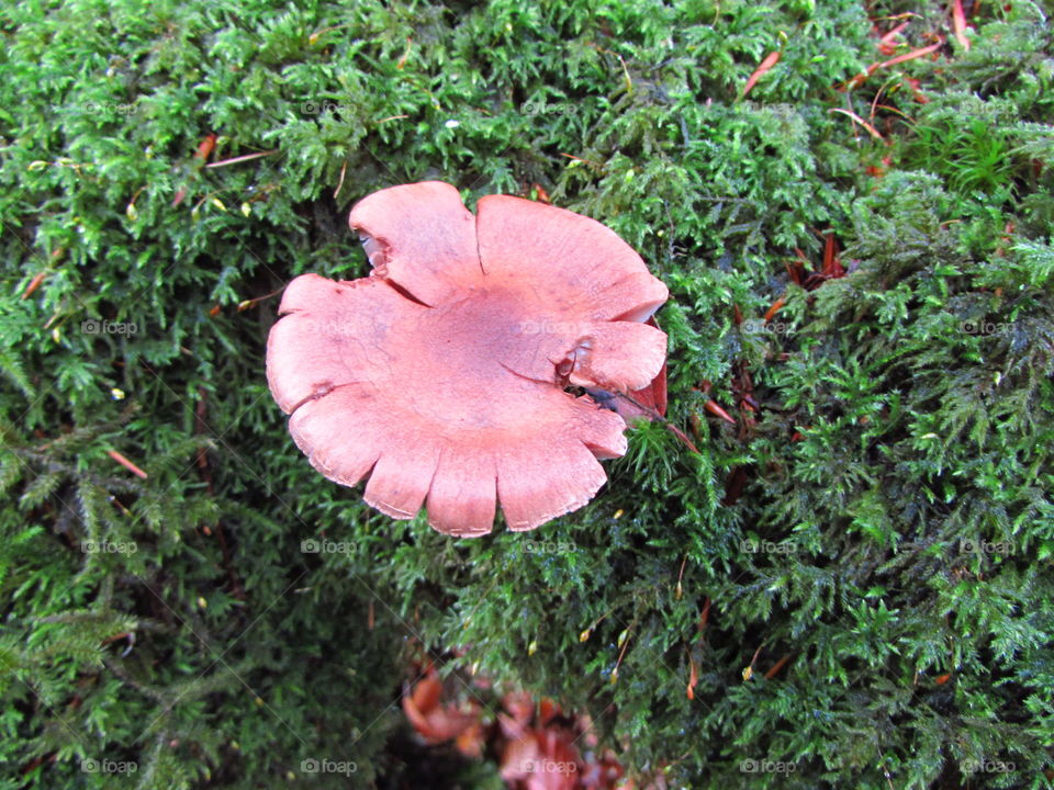 edible fungi found on Exmoor