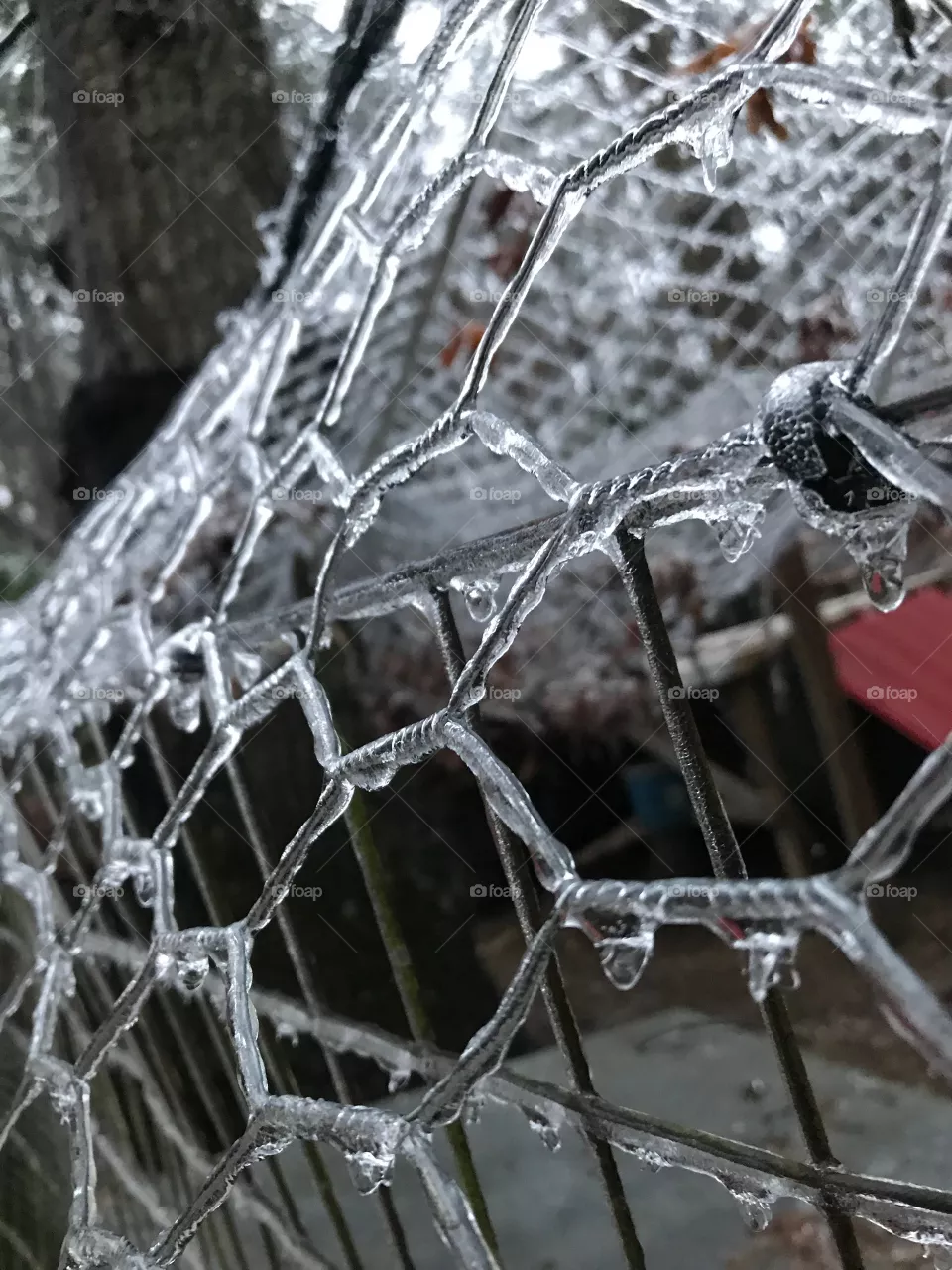 Icy fence