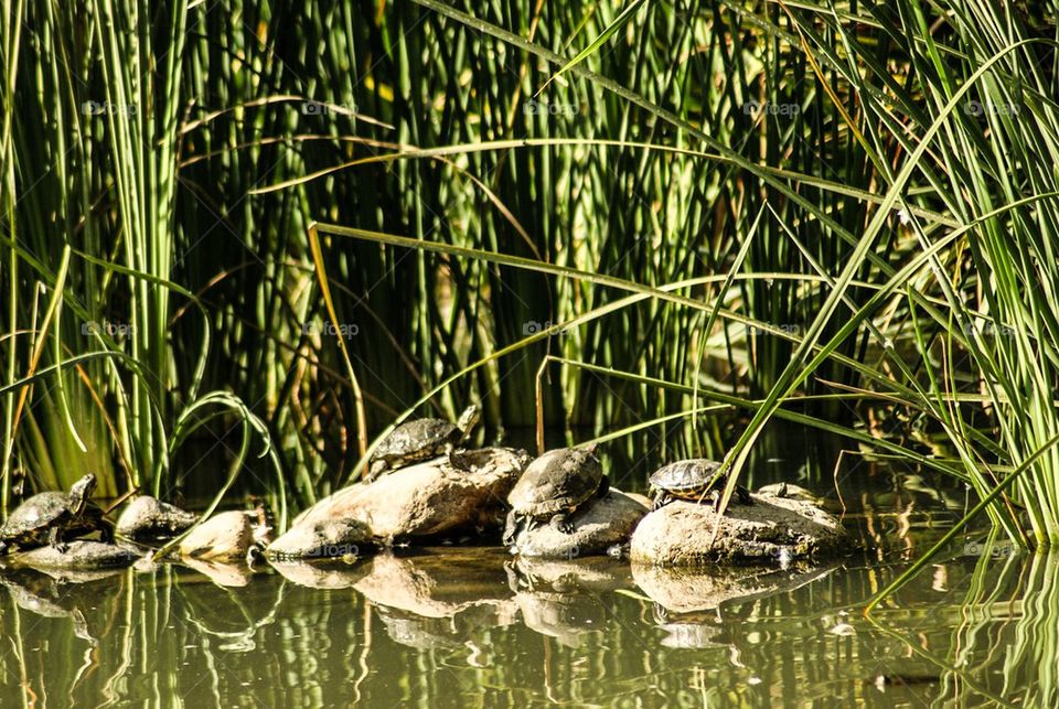 Turtles sunbathing on rock