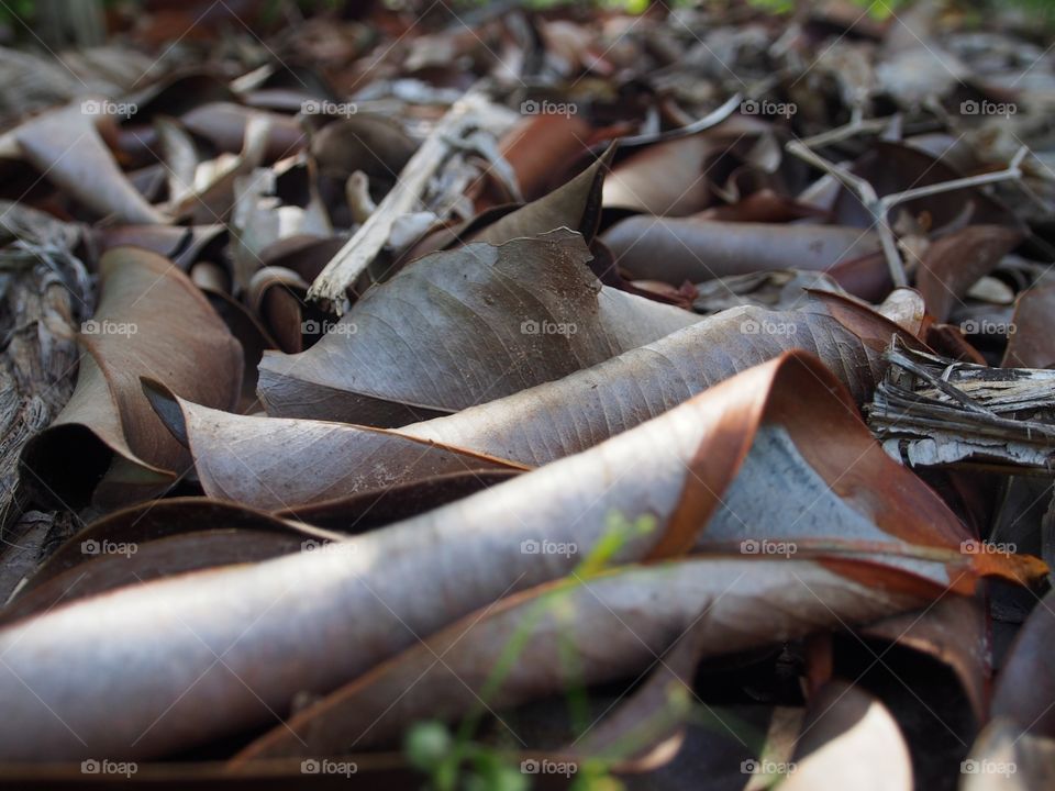 Dry leaves