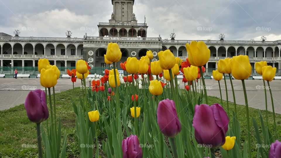 yellow tulip