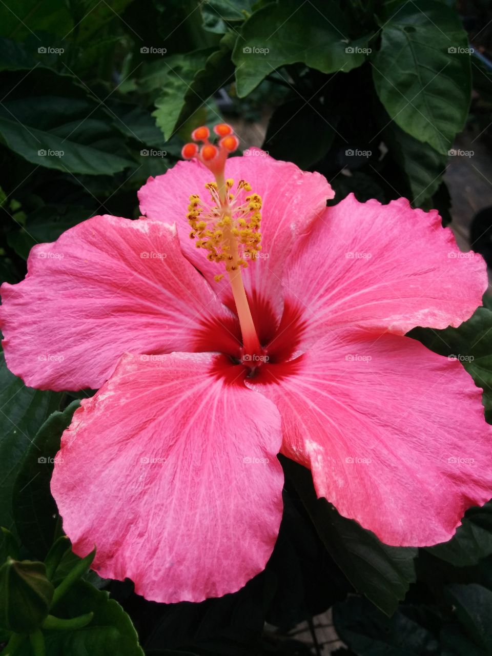 Pink hibiscus