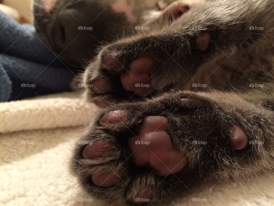 Paws