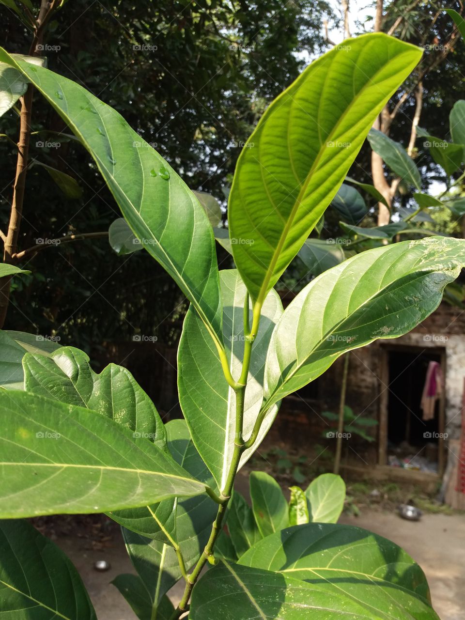 Leaf, No Person, Flora, Growth, Nature