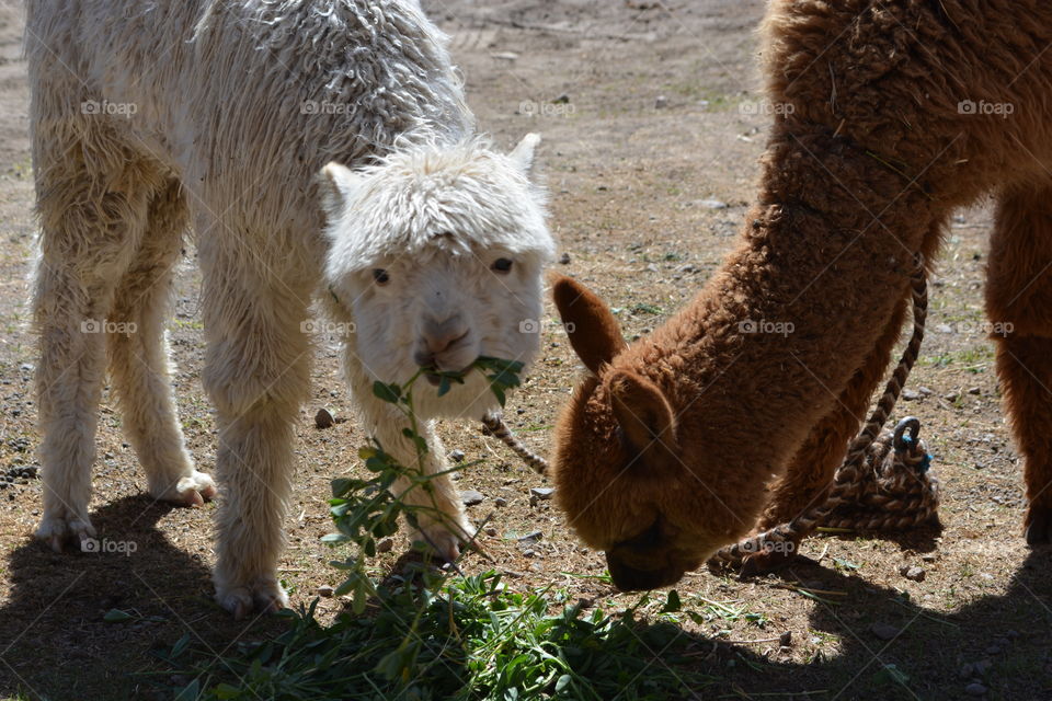 Couple of llamas eating