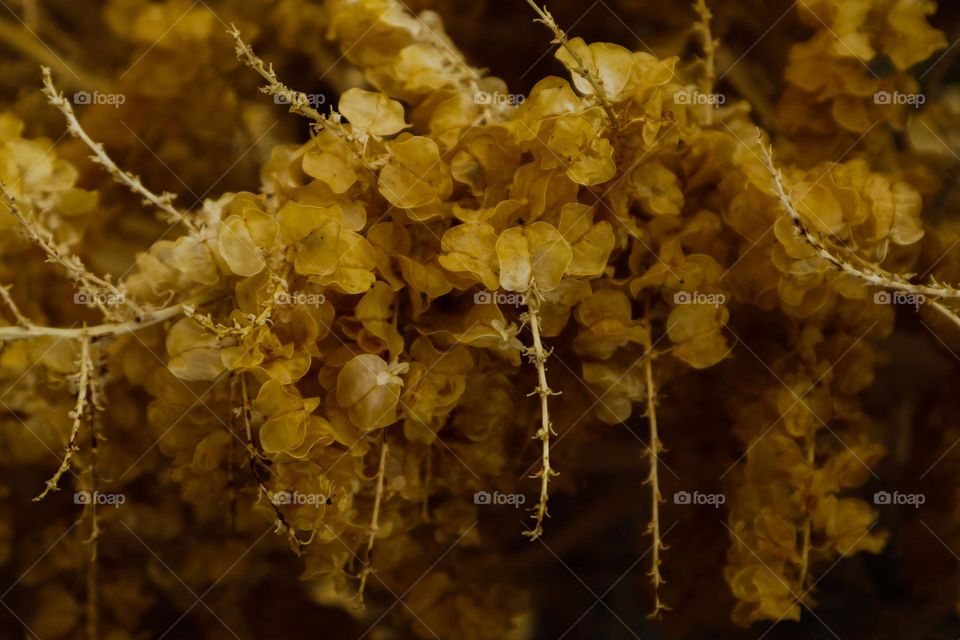 Sepia image of hydrangeas flowers filling up the whole frame, soft and elegant in the brown tones 