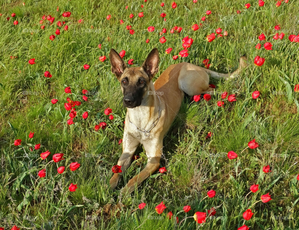 Dog and spring tulips