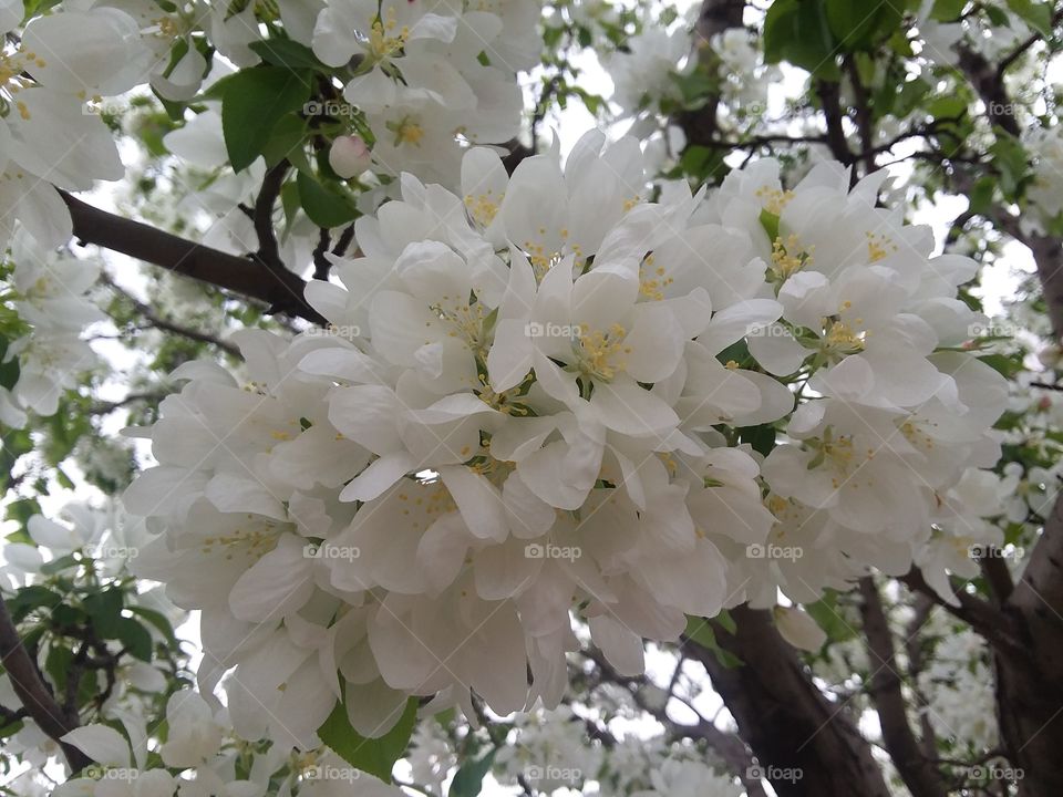 White Tree Blossoms