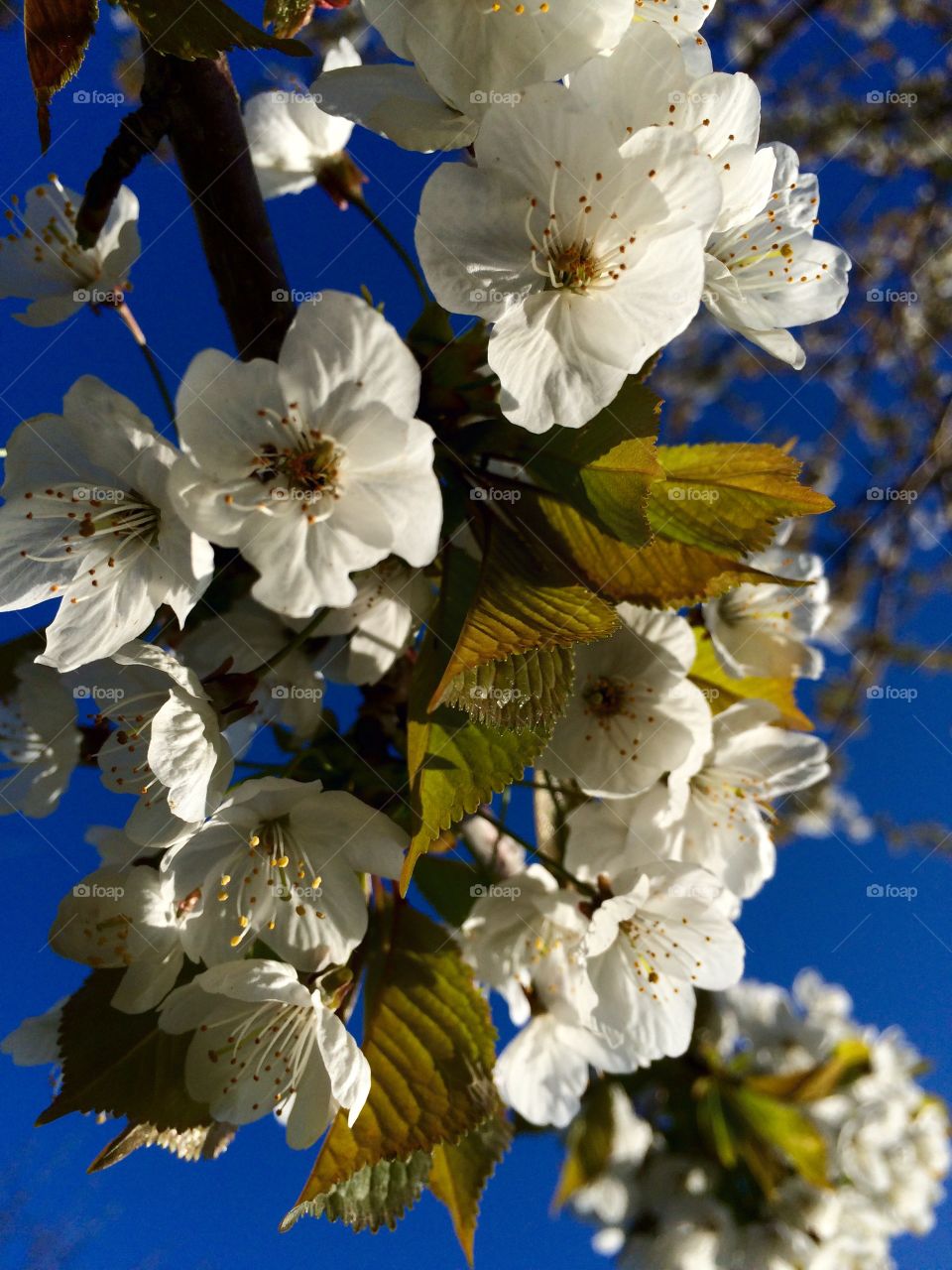 Springtime. Springtime blossom