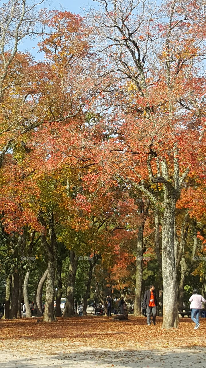 Leaves color change