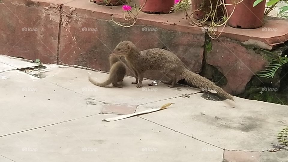 Mongoose