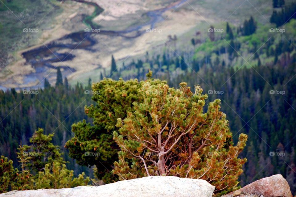 tree mountain group1 by refocusphoto