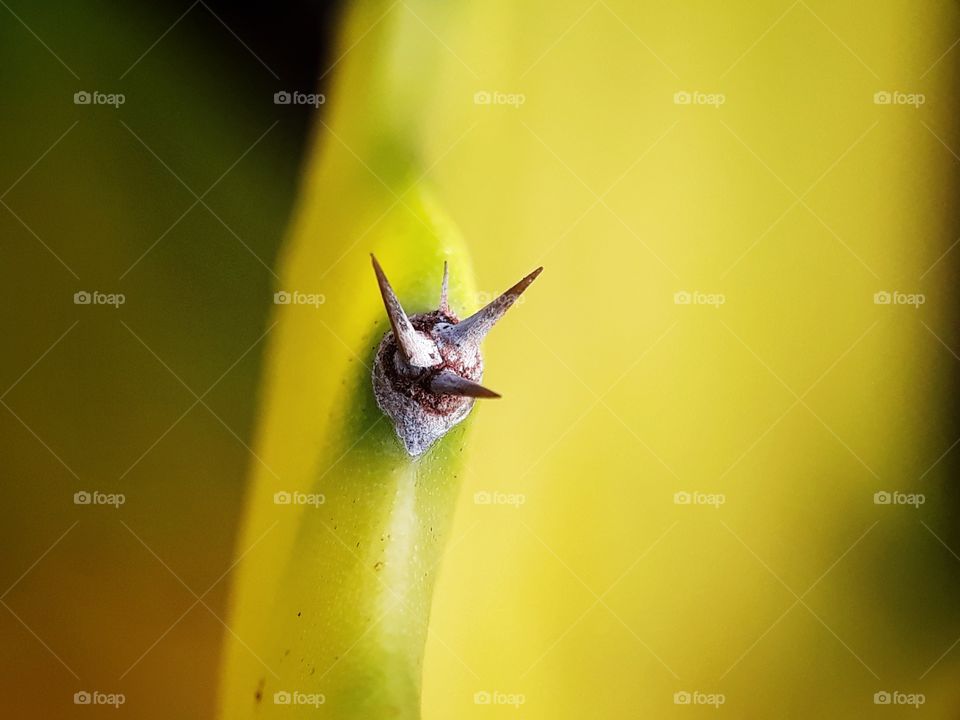 thorns of pitaya