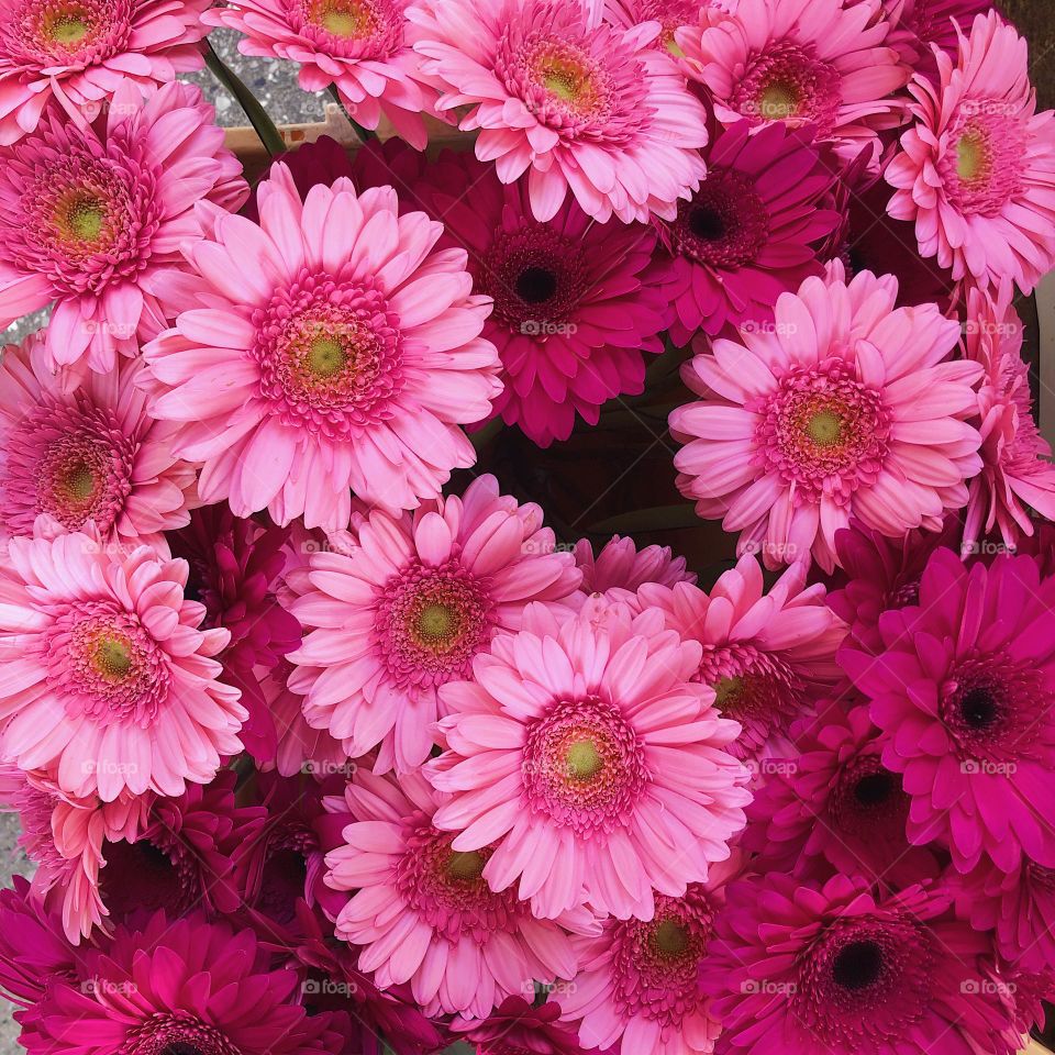 Gerbera flowers. A top view photo of pink flowers Gerbera at flower shop. Pattern of pink flowers for background.