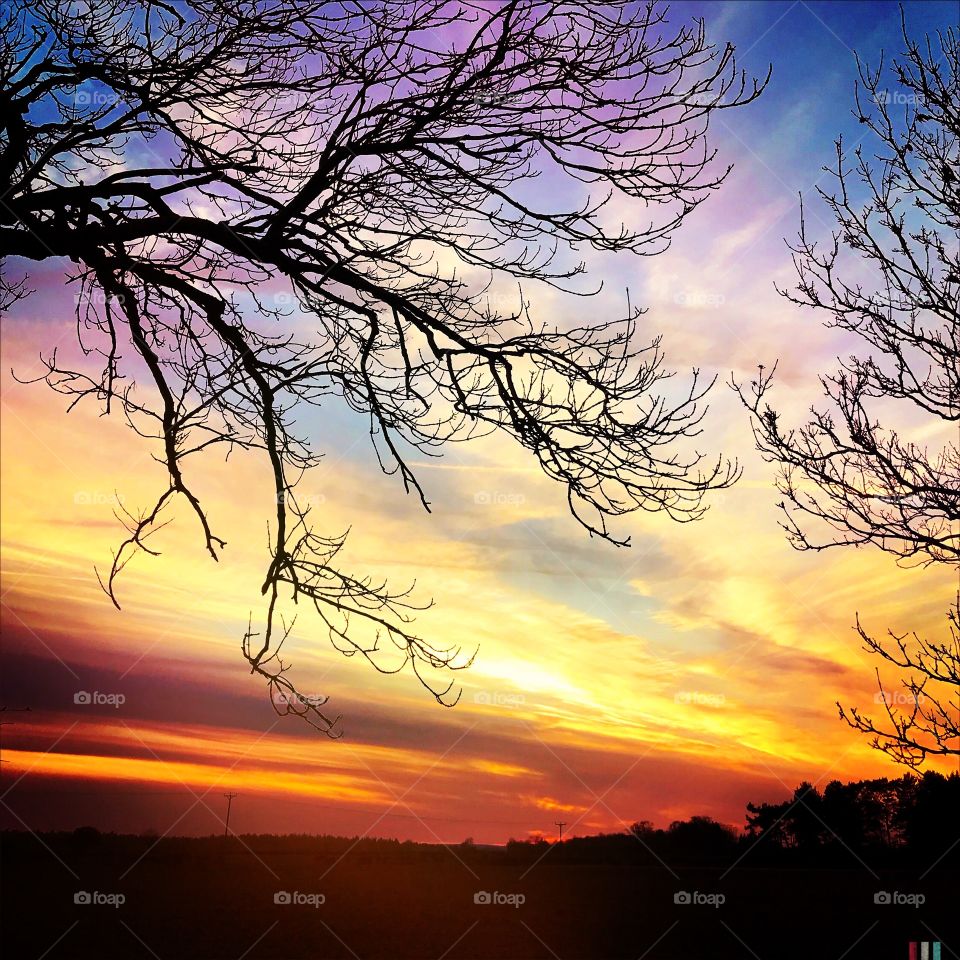 Autumnal silhouette tree