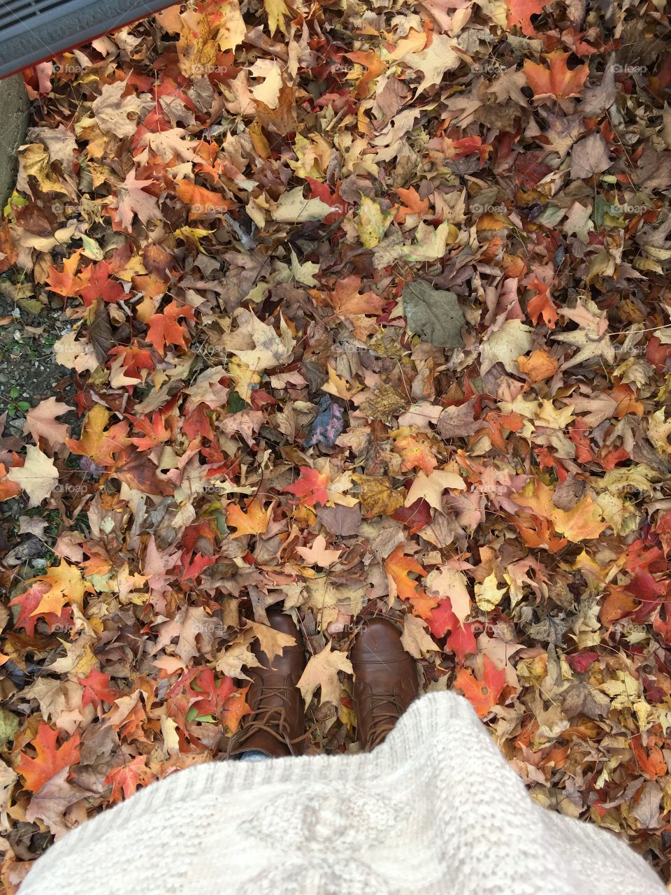 #leaves #fall