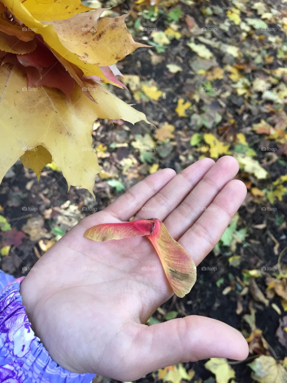 Autumn is the time of ripening of seeds and fruits. a sprout will appear from this seed in the spring