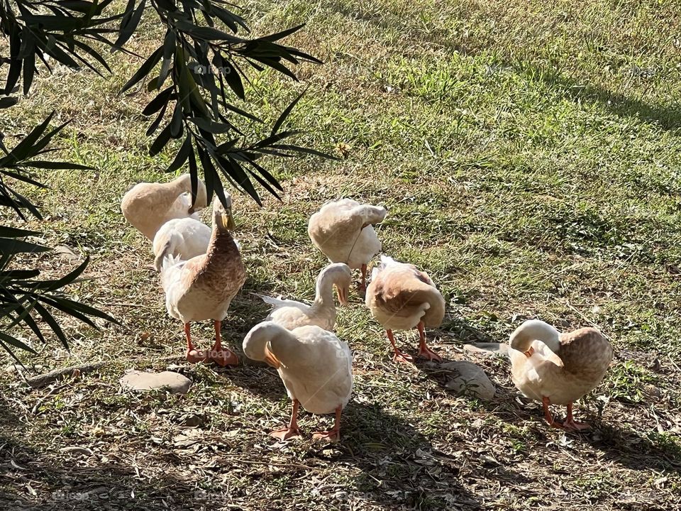 a flock of ducks