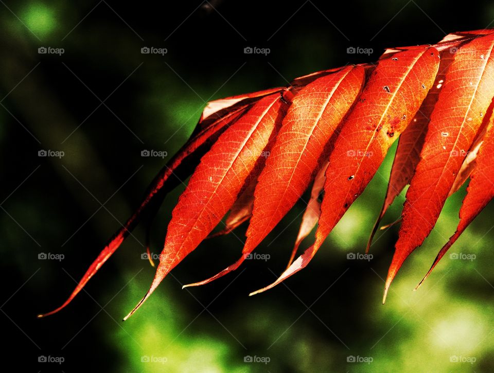 Sumac leaves