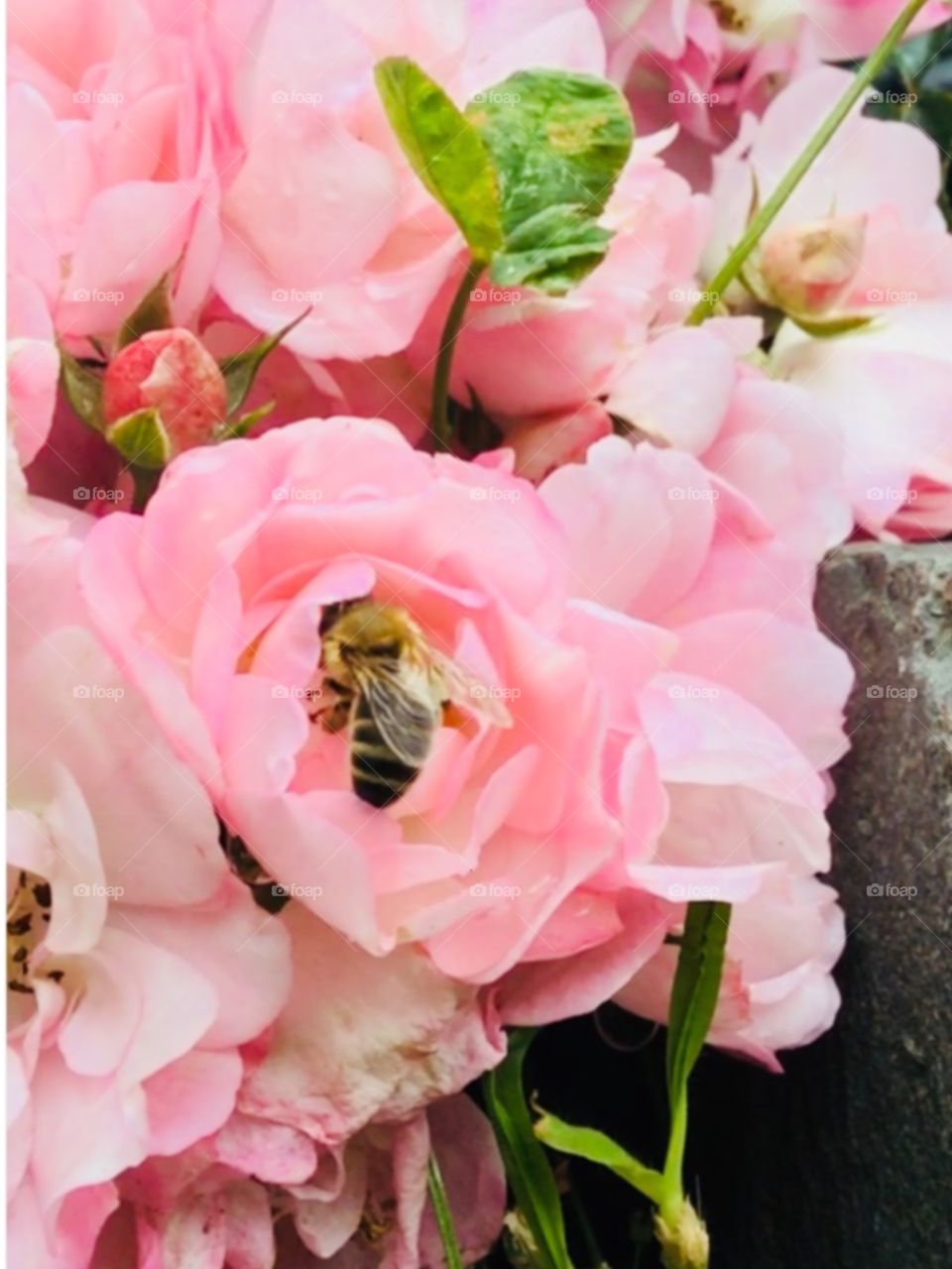 This is a photo of light pink flowers and a bee collecting pollen. There are lots of flowers in the background.