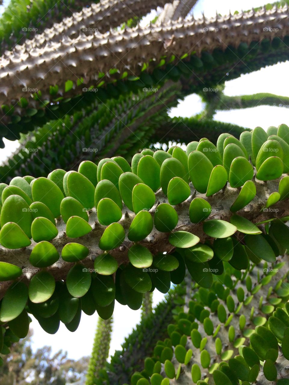 Ocotillo