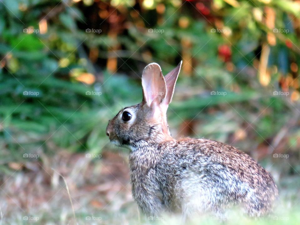 Rabbit watching me watching it.