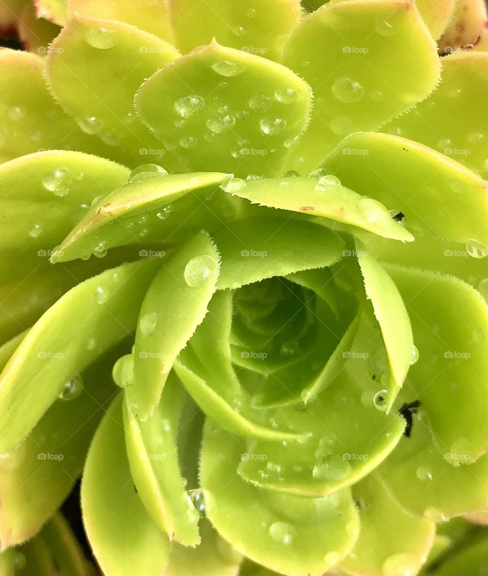 Vibrant green alpine plant speckled with morning dew drops