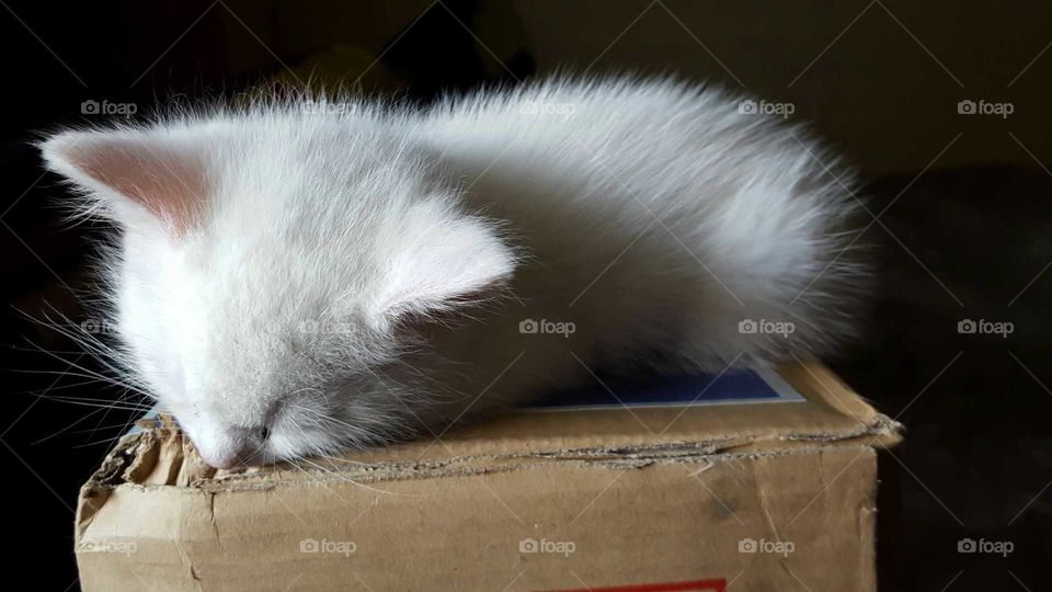 A white kitten finds a quiet sunbeam to take a nap on a lazy Sunday.