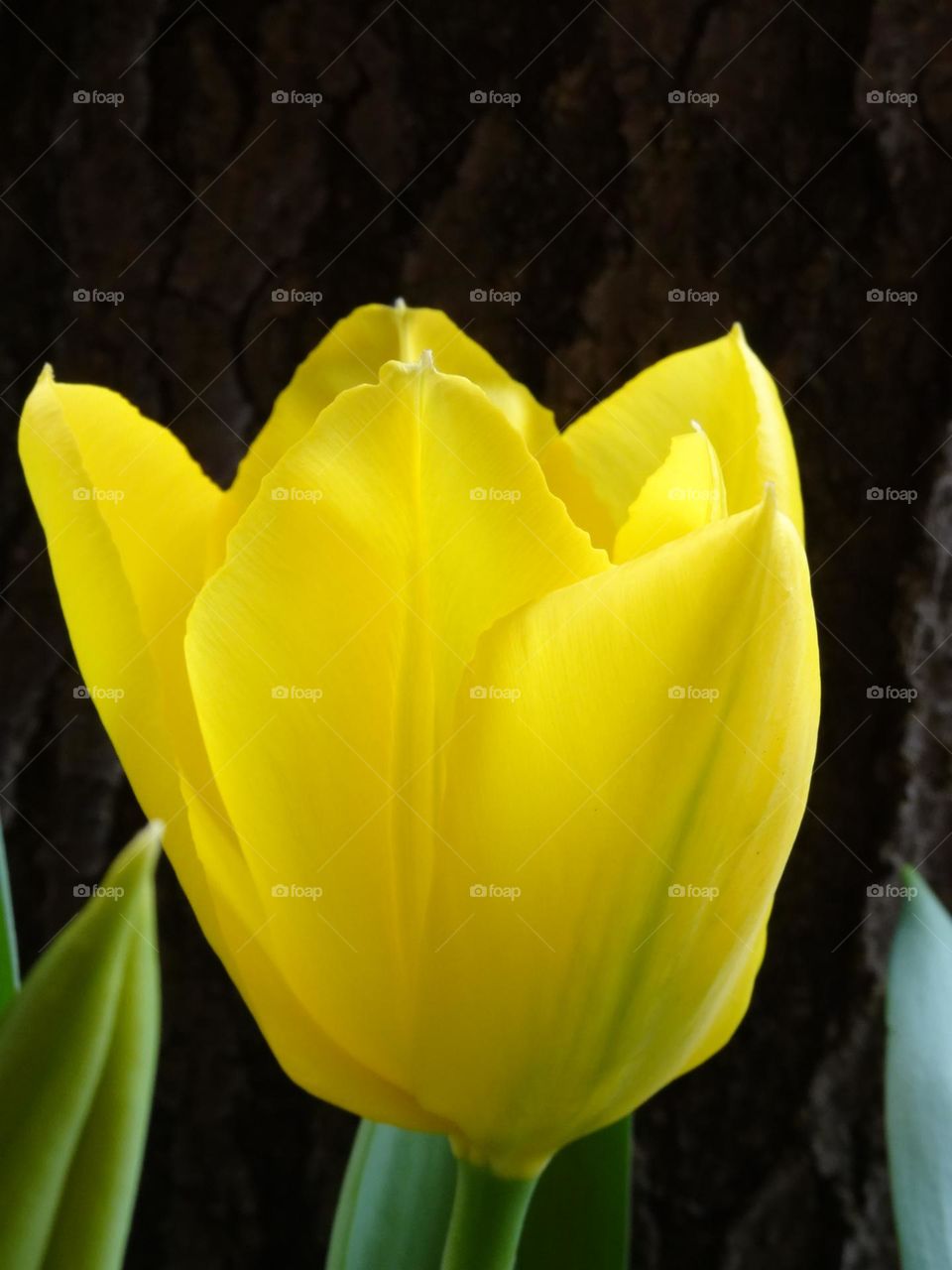 Yellow tulip in the garden