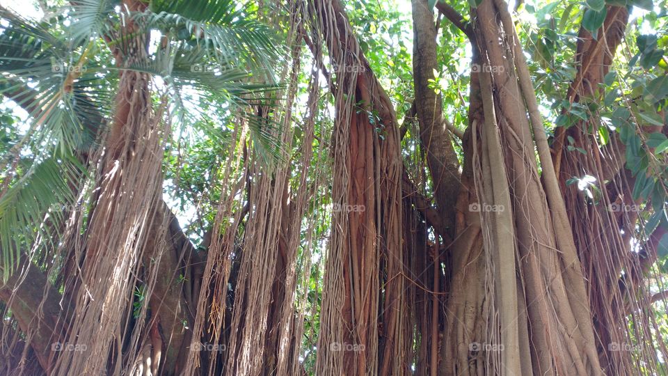 Figueiras muito antigas.