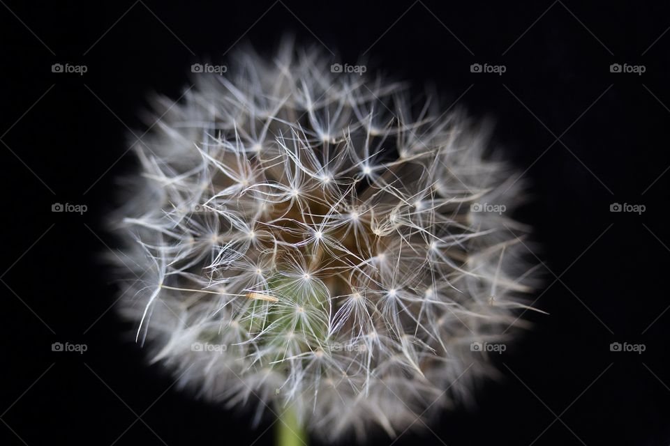 Close-up of dried dandelion
