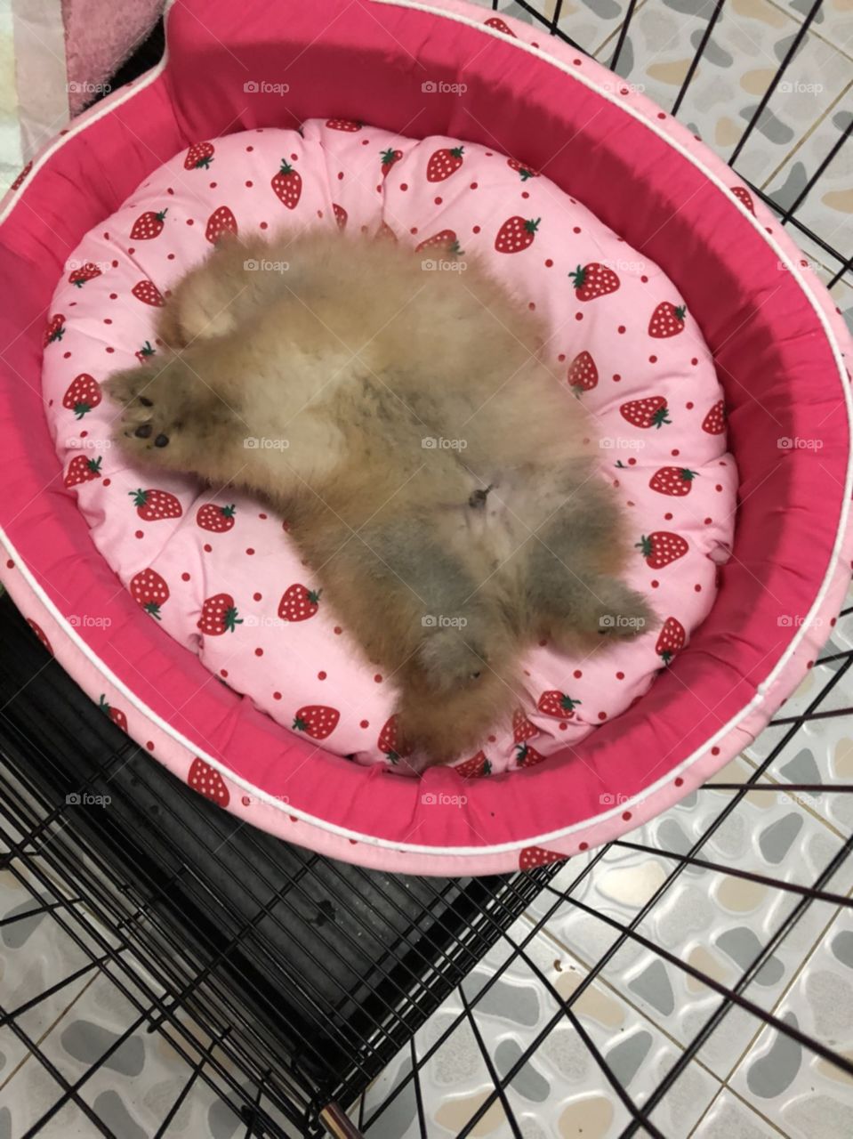 small puppy "pomeranian" is sleeping on his bed by lieing on his back.