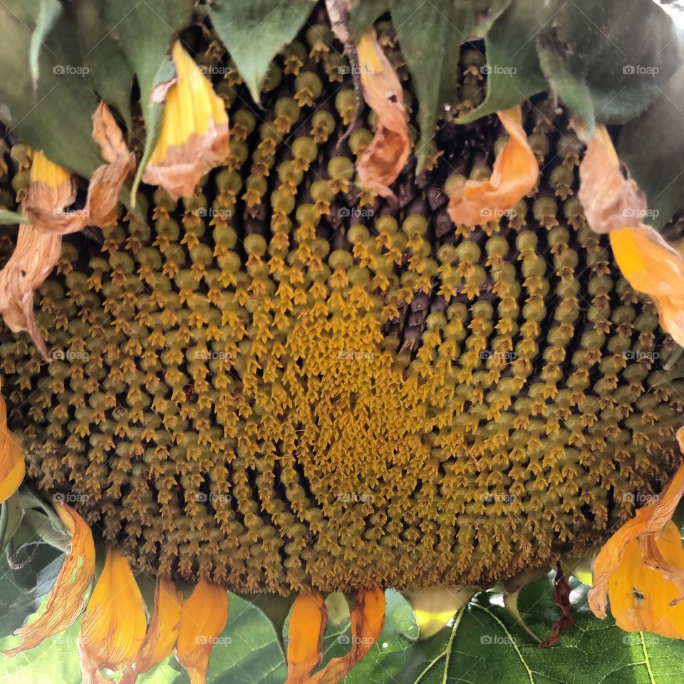 sunflower head Yellow