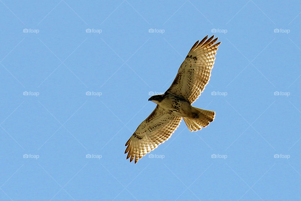 Hawk. Spotted this guy from my porch. Mesmerizing. 