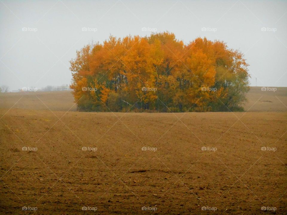 autumn field