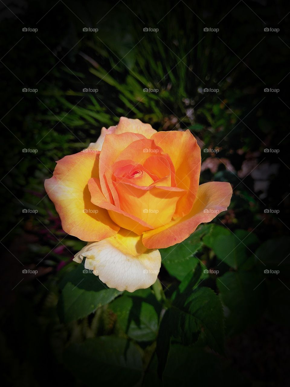 Peace Rose in bloom