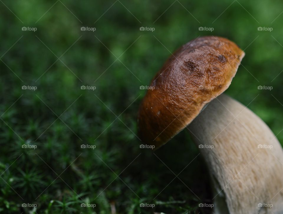 Mushroom