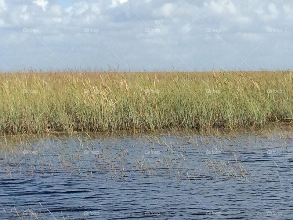 in the Everglades 