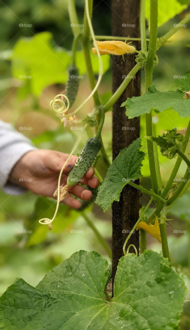 Kid's hand harvesting cucumbers