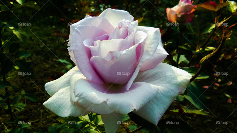Beautiful purple and white color rose flower with natural background