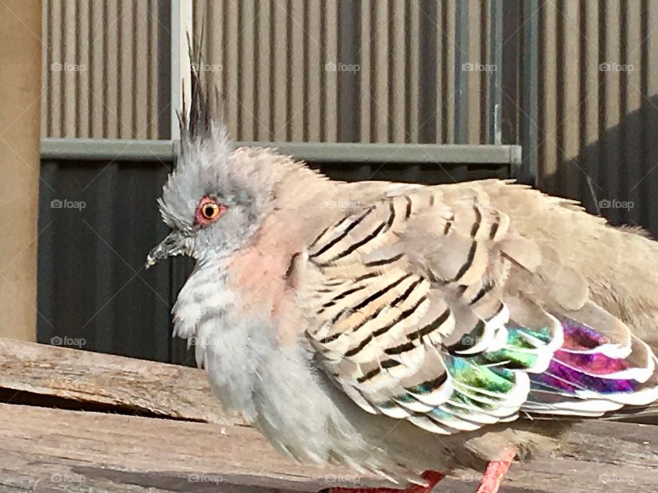 Crested grey baby pigeon