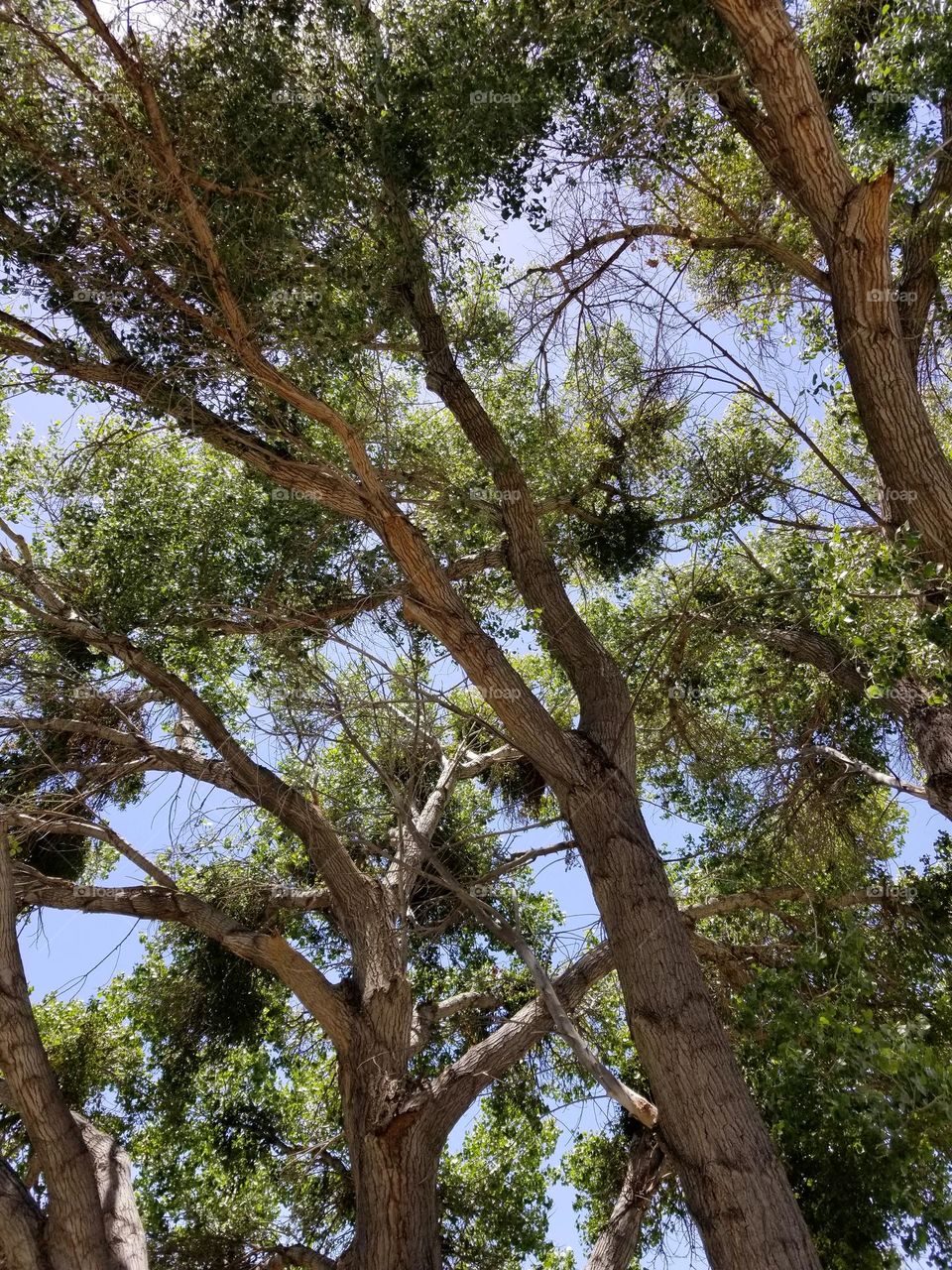 Wood Vs. Metal.
Tree limbs and trunk.