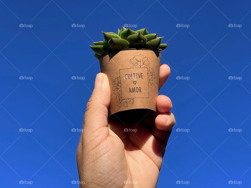 Succulent plant in pot with message in Portuguese “cultivate love”