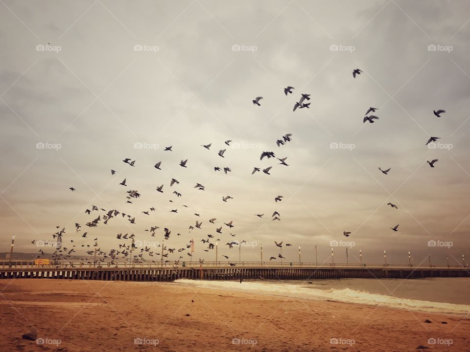 Birds Overhead 