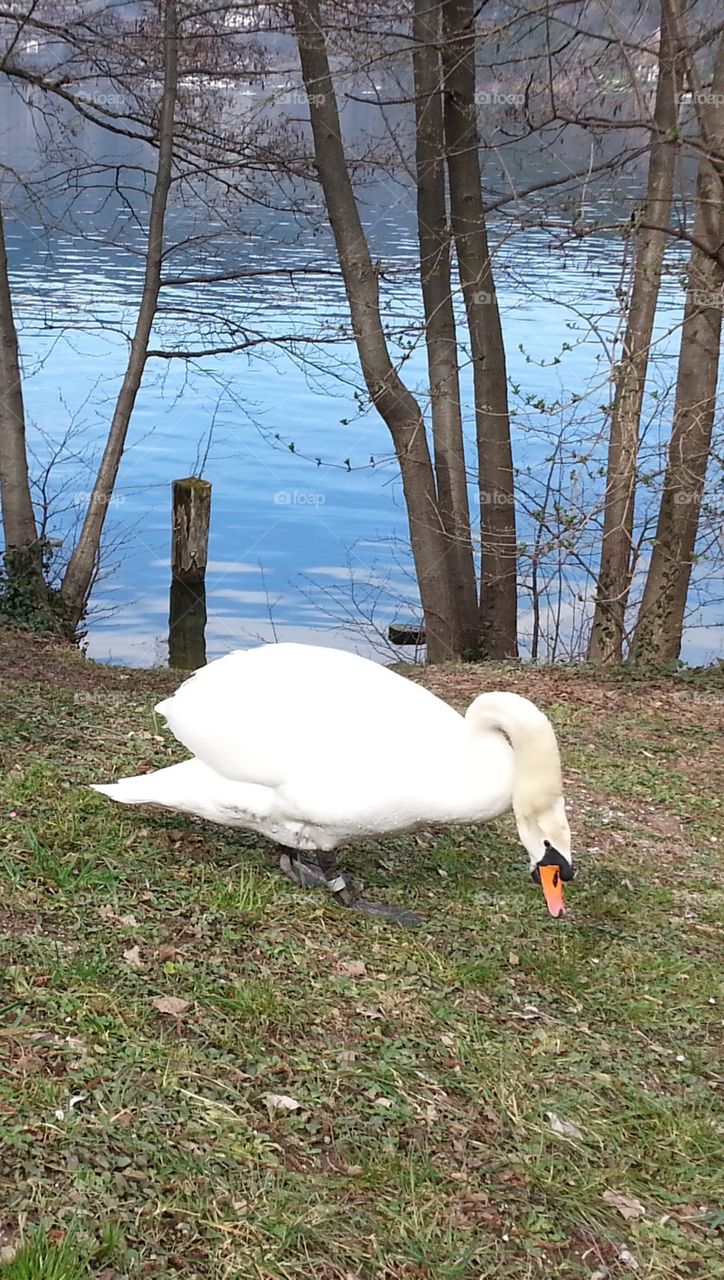 A Swan Walking