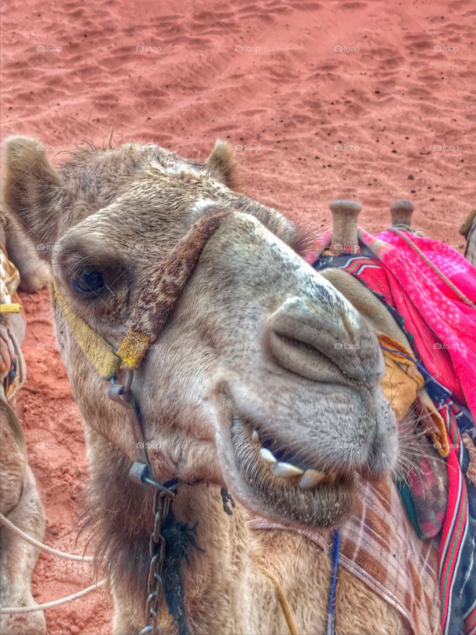 Dromedary in the desert