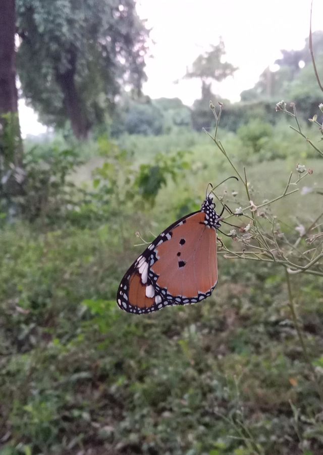 Butterfly, nature , wildlife, evening, fall